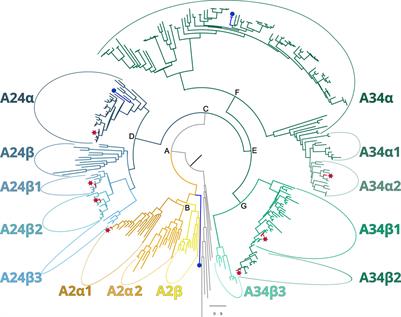 In silico analysis of crustacean hyperglycemic hormone family G protein-coupled receptor candidates